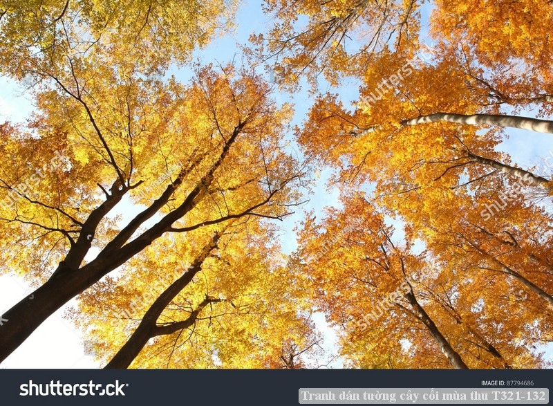 Tranh dán tường cây cối mùa thu T321-132